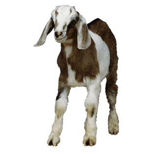 羊毛羊图片大全