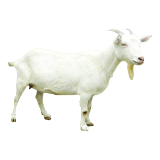 羊动物免抠png图片