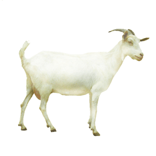 羊毛 羊图片大全_羊毛 羊图片素材【png免费下载】-90设计网