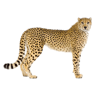 豹子动物免抠图png格式素材