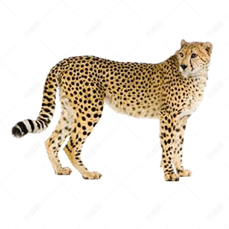 豹子动物免抠图png格式素材