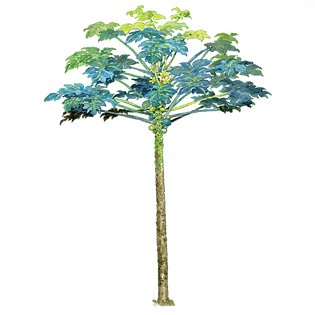 效果pngpsd2000*2000木瓜水果切片元素设计pngpsd2000*2000卡通木瓜水