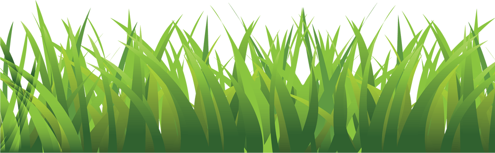 草地鲜花图片大全