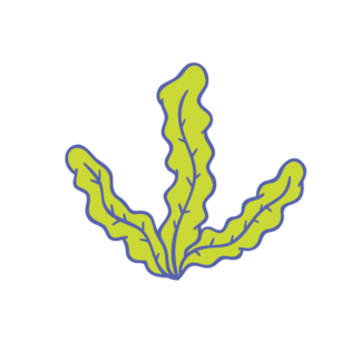 手绘海带图片大全