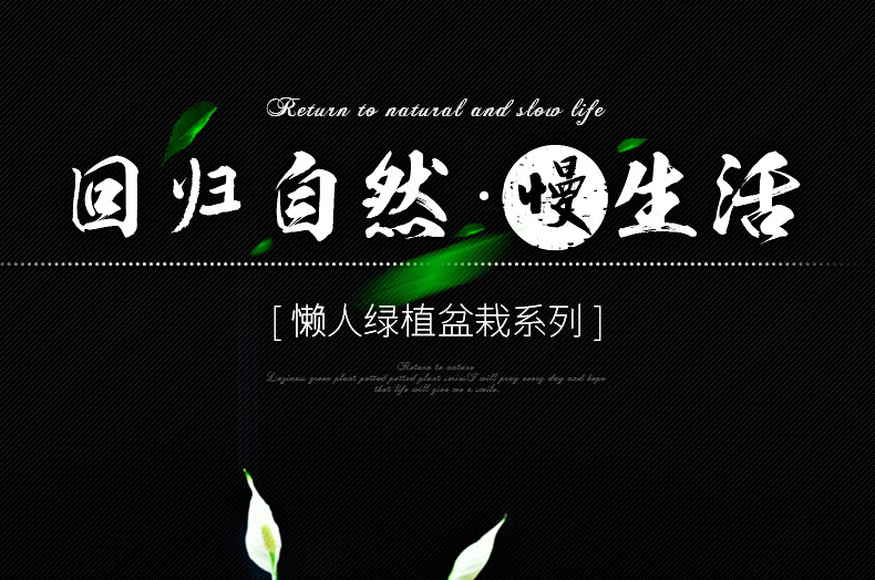 家居绿化装饰水培植物室内盆栽绿植详情页