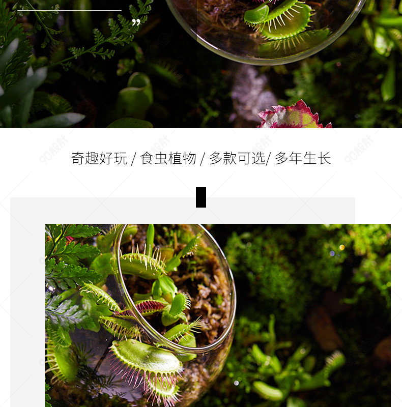 简约微景观捕虫草捕蝇草小盆栽生态瓶