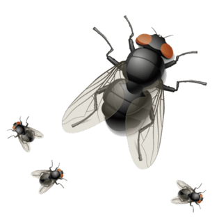 psd2000*2000卡通苍蝇pngpsd2000*2000卡通苍蝇pngpsd2000*2000可爱