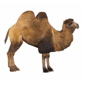 骆驼卡通图片大全_骆驼卡通图片素材【png免费下载】-90设计网