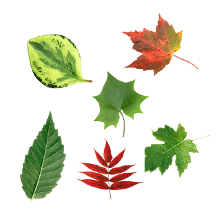 各种叶子图片大全