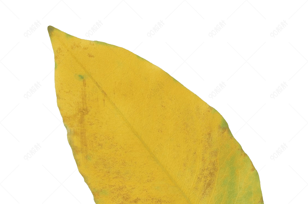 一片半黄的叶子