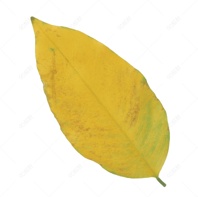 一片半黄的叶子