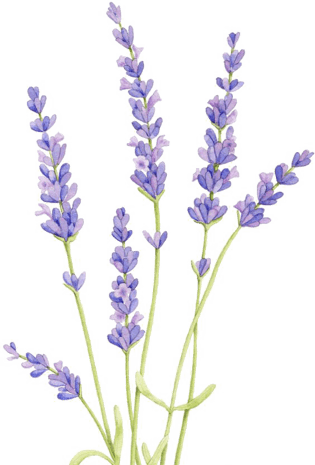 卡通手绘紫色薰衣草花朵