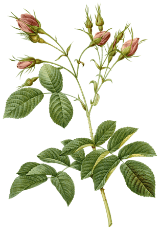 手绘玫瑰花花苞