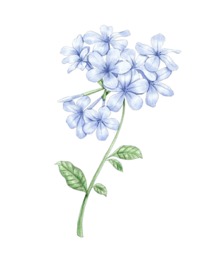 紫罗兰手绘桌子手绘鞋手绘花藤手绘花环手绘稻谷卡通手绘图标京剧人物