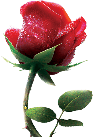 清晨露珠玫瑰花