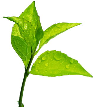 露珠绿叶图片大全_露珠绿叶图片素材【png免费下载】-90设计网