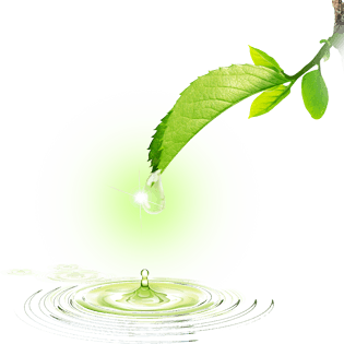绿叶水滴