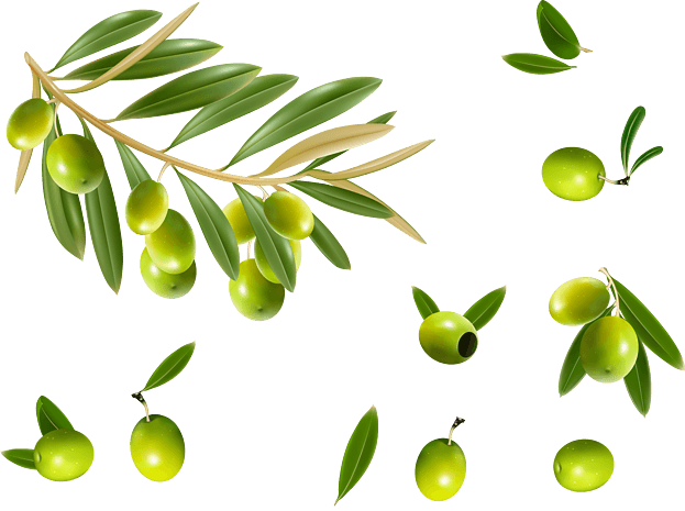 橄榄枝图片大全