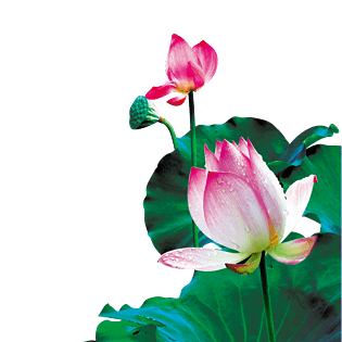 荷花pngpsd2000*2000荷塘月色pngpsd2000*2000绿色荧光莲台免抠图png