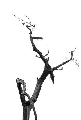 枯树png图片大全