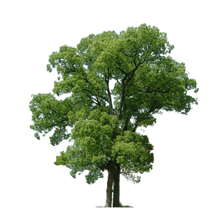 一棵树一棵大树清晰植物蒲公英植物平面植物素材牡丹植物卡通植物花纹