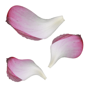 花瓣素材图片大全_粉红色花瓣素材图片素材【png免费下载】-90设计网