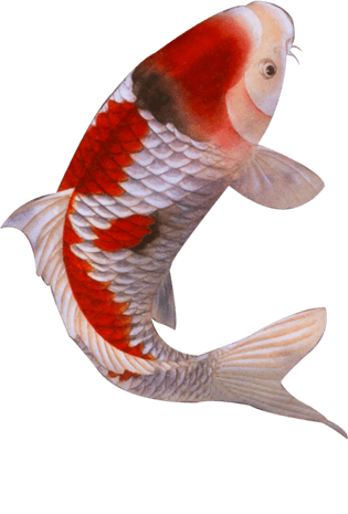 鲤鱼素材图片大全