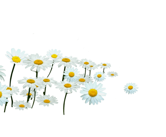 雏菊素材图片大全