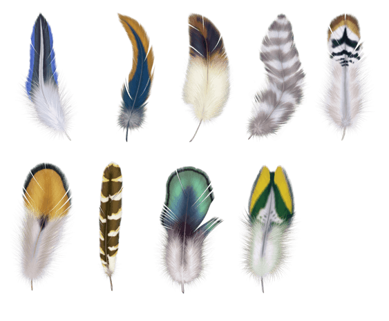 动物pngpsd2000*2000手绘树枝灰色小鸟pngpsd2000*2000手绘小鸟和羽毛