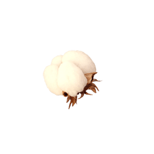 "棉花素材 png"