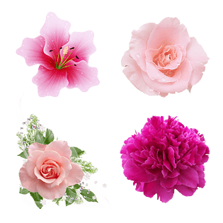 pngpsd2000*2000唯美免扣手绘花朵叶子树叶背景墙素材pngpngpsd2000*