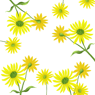 夏日黄色花卉小雏菊植物png免抠素材