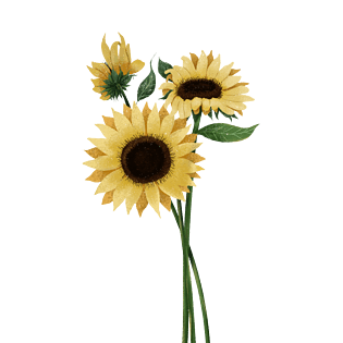 向日葵花束黄色葵花插画手绘png免抠