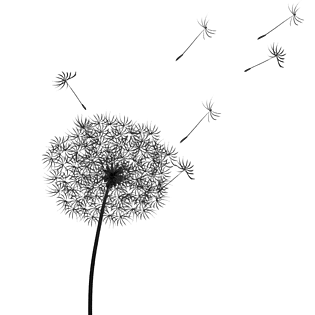 手绘蒲公英图片大全 手绘蒲公英图片素材 Png免费下载 90设计网