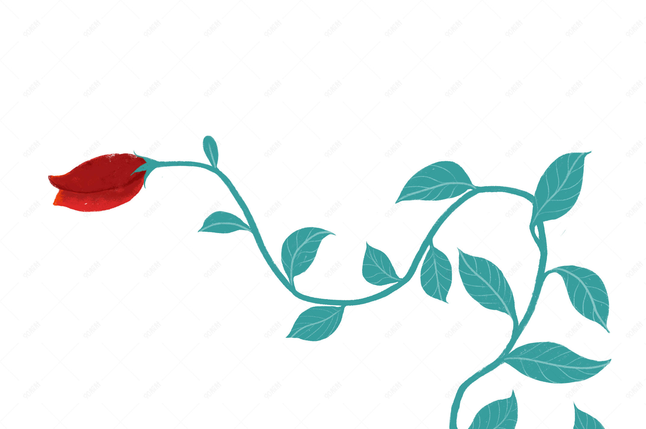 玫瑰月季花藤手绘植物插画