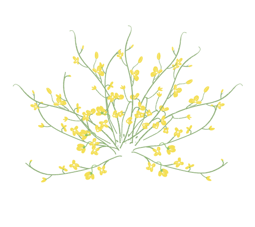 油菜花黄花小花手绘插画