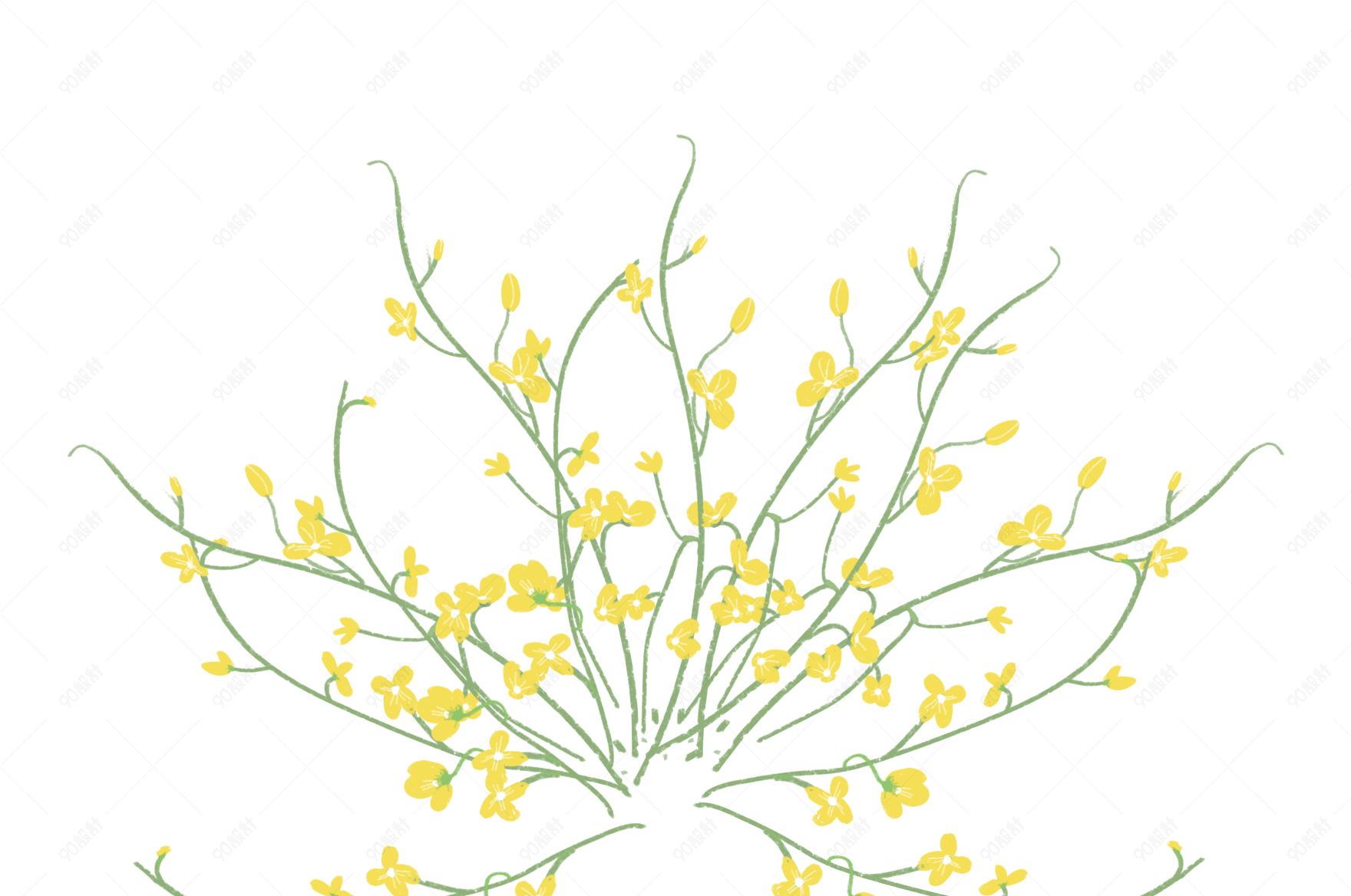 油菜花黄花小花手绘插画