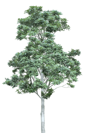 立面树pngpsd2000*2000彩色手绘花鸟插画pngpsd2000*2000树木pngpsd