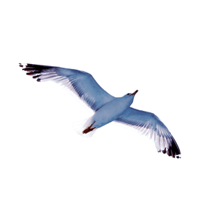 海鸥素材