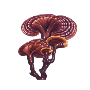 灵芝手绘插画pngpsd2000*2000长白山森林灵芝卡通手绘pngpsd2000*2000