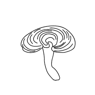 灵芝手绘插画pngpsd2000*2000长白山森林灵芝卡通手绘pngpsd2000*2000