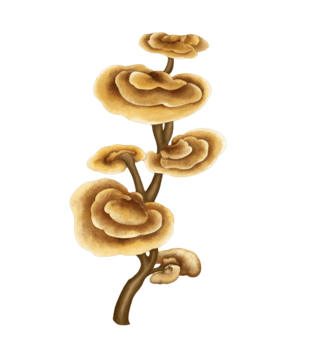 灵芝手绘插画pngpsd2000*2000长白山森林灵芝卡通手绘pngpsd2000*2000