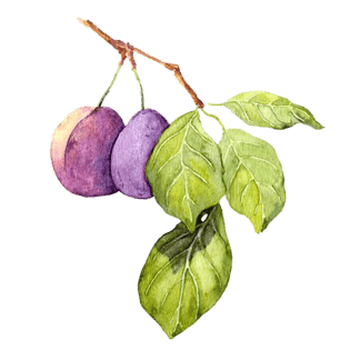 手绘李子
