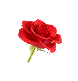 红色玫瑰花png元素