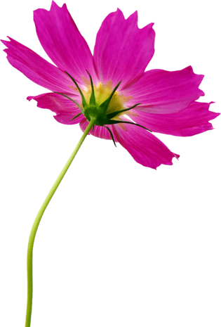 格桑花图片大全_格桑花图片素材【png免费下载】-90设计网