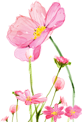 卡通兔女郎55好桑心pngpsd2000*2000格桑花绿色叶子红色花pngpsd2000*