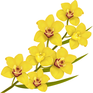 迎春花图片大全