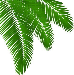 椰子树叶pngpsd2000*2000植物大树png元素pngpsd2000*2000植物大树png