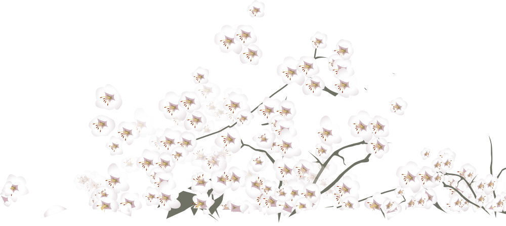 梨花图片大全_梨花图片素材【png免费下载】-90设计网