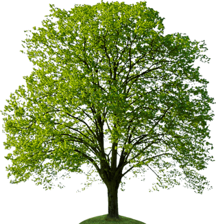 绿草地图片大全